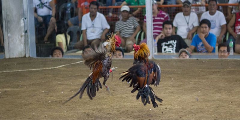 Tỷ lệ ăn thưởng đá gà SV388